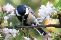 Parus major