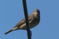 Anthus trivialis