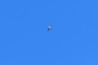 Accipiter gentilis