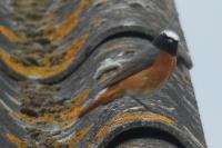 Phoenicurus phoenicurus