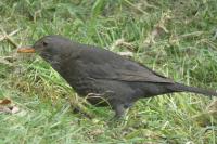 Turdus merula