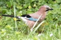 Garrulus glandarius