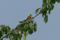 Emberiza citrinella