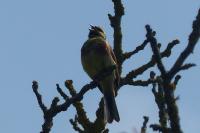 Emberiza cirlus