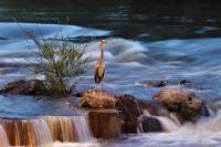 Ardea cinerea