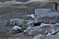 Egretta garzetta