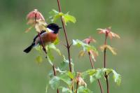 Saxicola rubicola