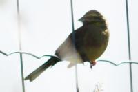 Emberiza cirlus