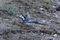 Motacilla alba alba