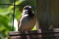 Passer domesticus