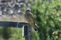 Falco tinnunculus