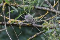 Sylvia atricapilla