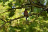 Fringilla coelebs
