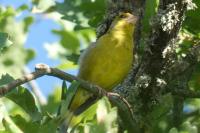 Chloris chloris