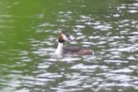 Podiceps cristatus