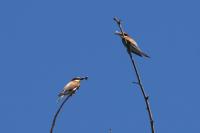 Merops apiaster