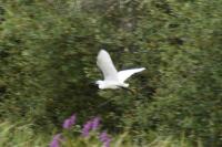 Egretta garzetta