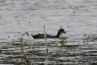 Fulica atra