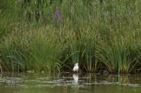 Egretta garzetta