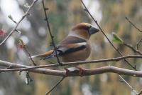 Coccothraustes coccothraustes