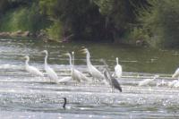 Ardea alba