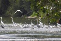 Egretta garzetta