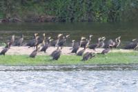 Phalacrocorax carbo