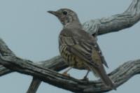 Turdus viscivorus
