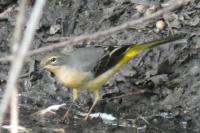 Motacilla cinerea