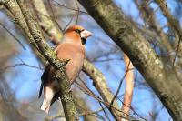 Coccothraustes coccothraustes