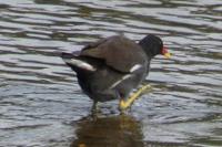 Gallinula chloropus