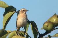 Saxicola rubetra
