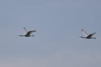 Platalea leucorodia