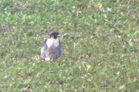 Falco peregrinus