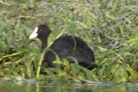 Fulica atra
