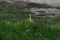 Perdix perdix