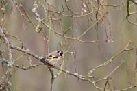 Carduelis carduelis