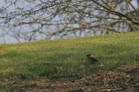 Coccothraustes coccothraustes