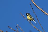 Parus major