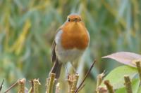 Erithacus rubecula