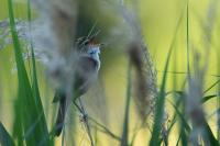Acrocephalus arundinaceus