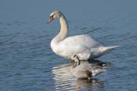 Anser indicus