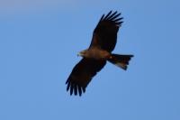 Milvus migrans