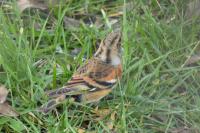 Fringilla montifringilla