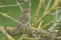 Chloris chloris