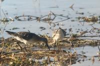 Calidris ferruginea