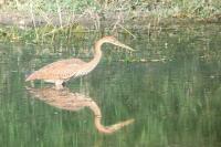 Ardea purpurea