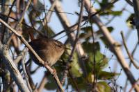 Troglodytes troglodytes