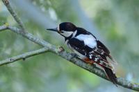 Dendrocopos major