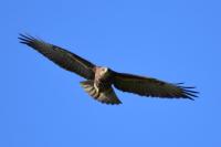Buteo buteo
